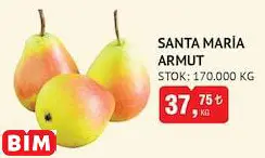 SANTA MARİA ARMUT KG